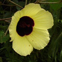 Hibiscus hispidissimus Griff.